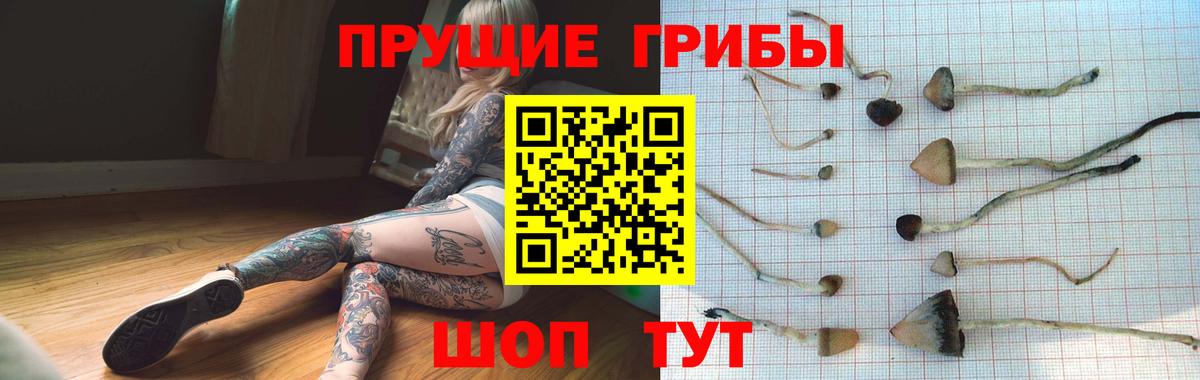Моздок  Псилоцибиновые грибы Psilocybine cubensis  Вход с VPN 